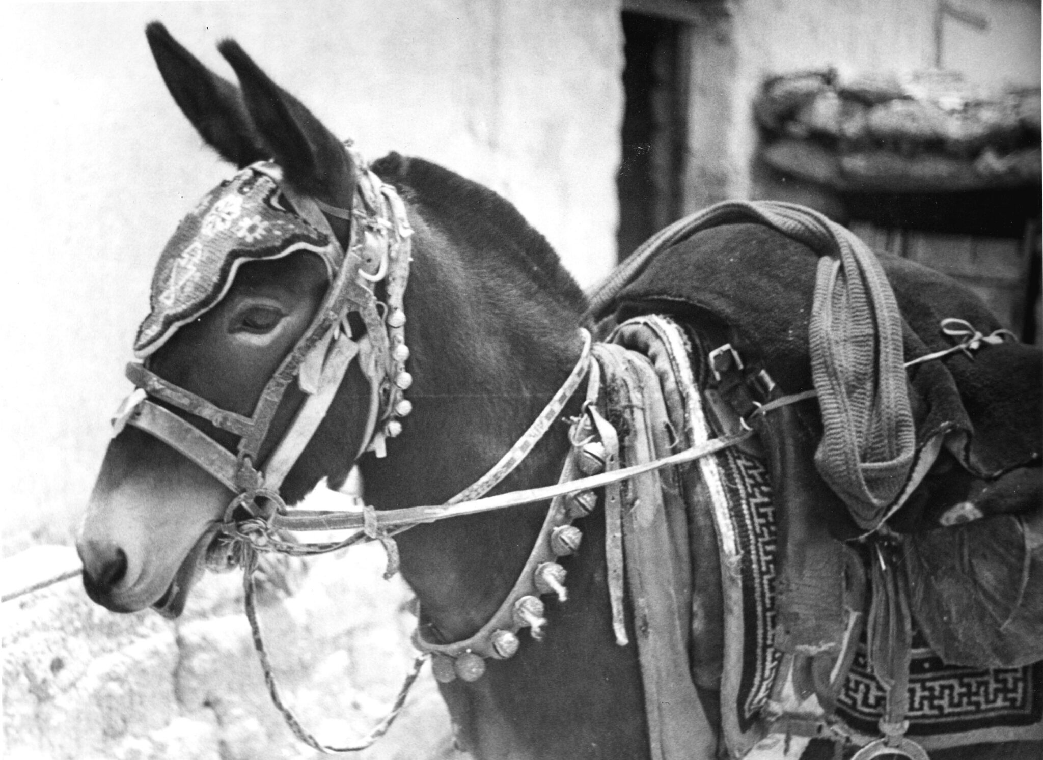 Black and white photograph of mule with elaborately decorated harness, head ornaments, string of bells at neck, and saddle carpet